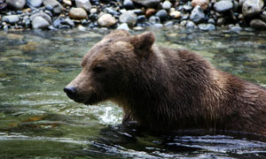 Grizzly Bear Boat Tours